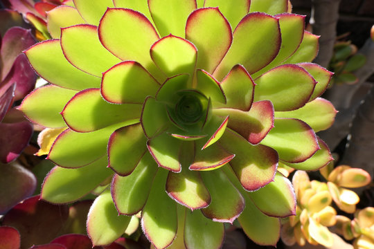 Desert pinwheel  green  roses detail, Tree aenium, stonecrop