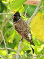 blackbird on branch