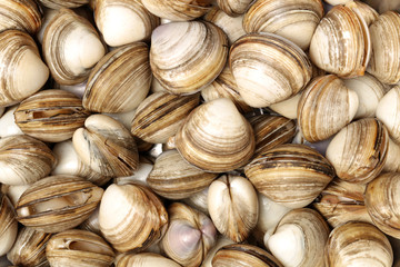 fresh raw Surf clam background