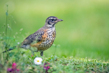 Juvenile American robin in a park with flowers in the grass on a sunny spring day