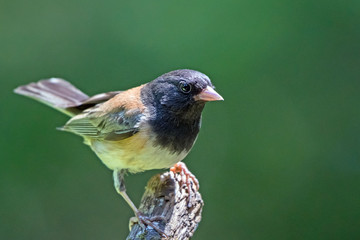 Dark-eyed junco perched on a dead branch in the sun