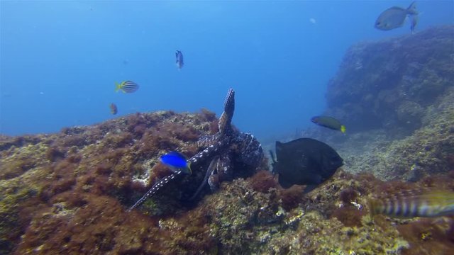 Octopus Defending. Annoyed Squid Octopi Changing Colour Camouflage & Dramatic Pattern On Coral Reef. Reef Octopus Fish Attack. Colourful Dangerous Marine Life & Beautiful Aquatic Underwater Wildlife