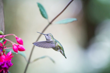 Calliope hummingbird feeds on the nectar of fuchsia flowers