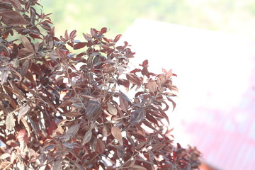 christmas decoration on wooden background