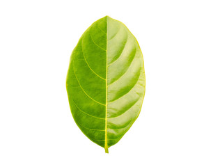 pattern green leave on white background 