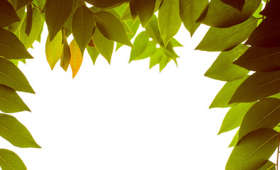 leaf flame on isolate white background