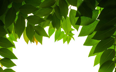 leaf flame on isolate white background