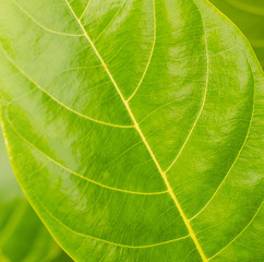 close up leaf texture