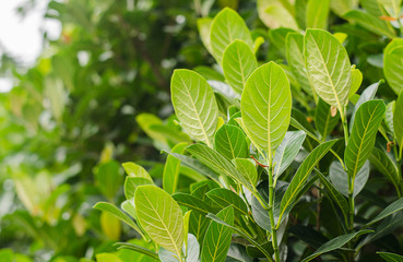 leaf texture