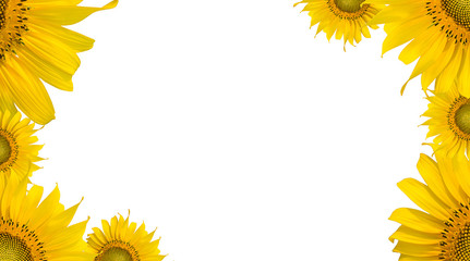 sunflower flame on isolate background