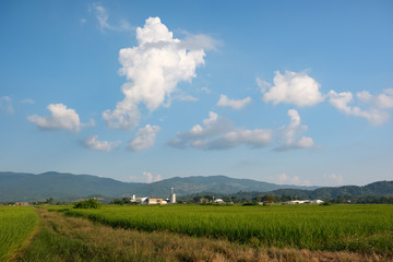 Obraz premium Countryside and rice fields on the indigo blue day.White clouds floating over the mountains