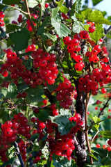 Red currant