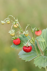 Wild strawberry
