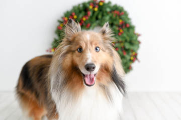 Beautiful brown sheltie dog with blue eyes in a studio on white wood floor with Christmas wreath background