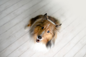 Beautiful brown sheltie dog with blue eyes in a studio on white wood floor 
