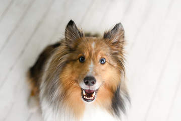 Beautiful brown sheltie dog with blue eyes in a studio on white wood floor 