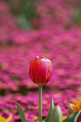 Fototapeta premium isolated red tulip