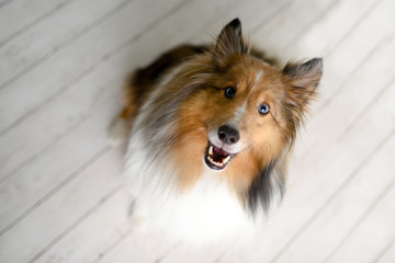 Beautiful brown sheltie dog with blue eyes in a studio on white wood floor 