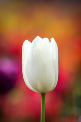 isolated white tulip