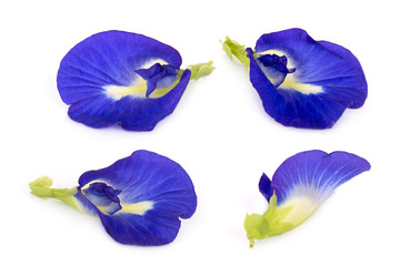 butterfly pea, blue pea, or asian pigeonwings flower isolated on white background, tropical flower
