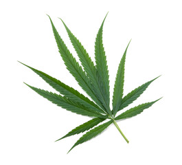 marijuana or cannabis leaf isolated on white background