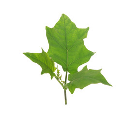 Fototapeta premium eggplant leaf isolated on white background