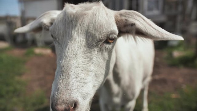 Head of a white goat close-up.