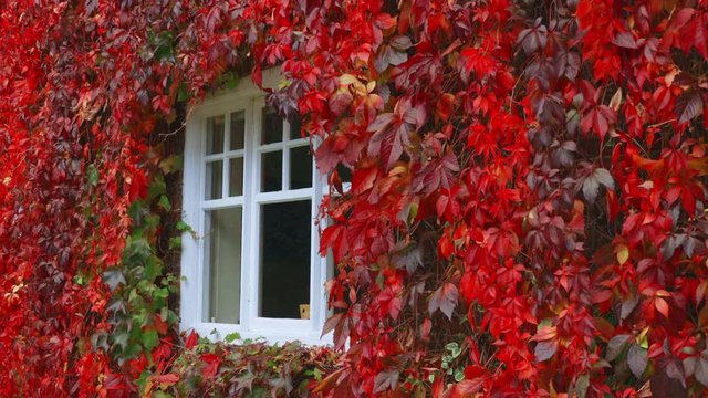 Virginia creeper surrounding window in autumn. Bright red leaves. Overcast even lighting. White window frame.