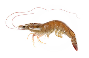 shrimps on a white background 