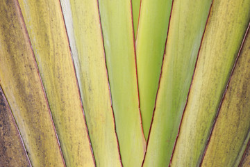 Closeup of ornamental banana leaves.  Traveler's palm background.