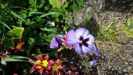 blue flowers in garden