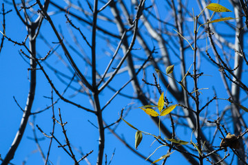 Branches and leaves in cold autumn, Montreal, Quebec, Canada