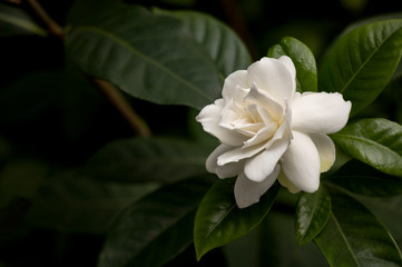 Gardenia flower in full bloom dark background