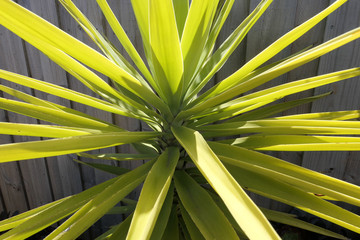 Aloe yucca  green , dagger plant, Spanish bayonet