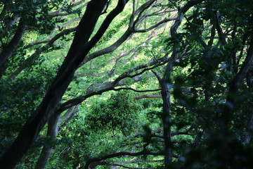 Fototapeta premium 新緑の木々