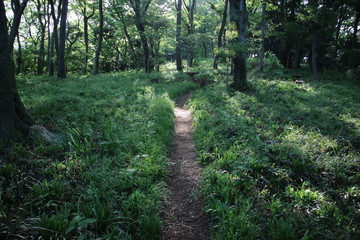 高麗山の散策コース（湘南平）