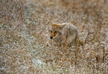 Coyote Hunting