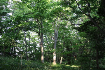 Obraz premium 高麗山の散策コース（湘南平）