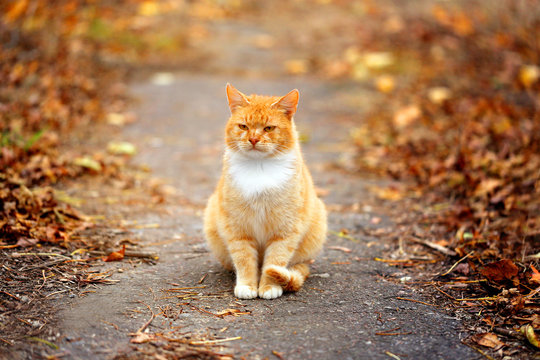 Macro photo cat on autumn