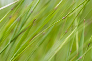 Fototapeta na wymiar Macro Photography Lush Green Grass Swaying In The Breeze On A Sunny Day