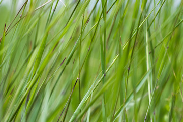Macro Photography Lush Green Grass Swaying In The Breeze On A Sunny Day