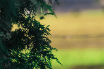 Extreme Close Up Of A Tree Covered In Spider Webs With Farm In The Background And Green Grassy Field