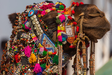 Obraz premium Camel Fair in the Pushkar Desert
