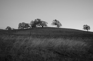 tree in field