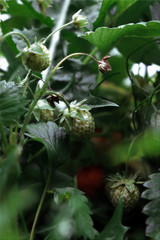 berry