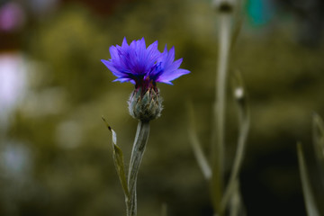 blue flower
