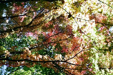 日本の高尾山の秋の紅葉