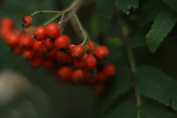 red berries on a tree