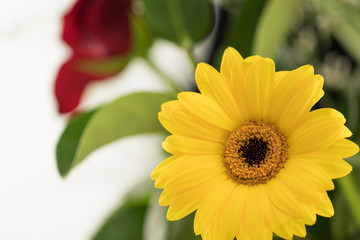 Bright Yellow Sunflower And Red Rose With Green Leaves On White Studio Background Macro Lens