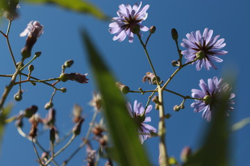 bee on a flower